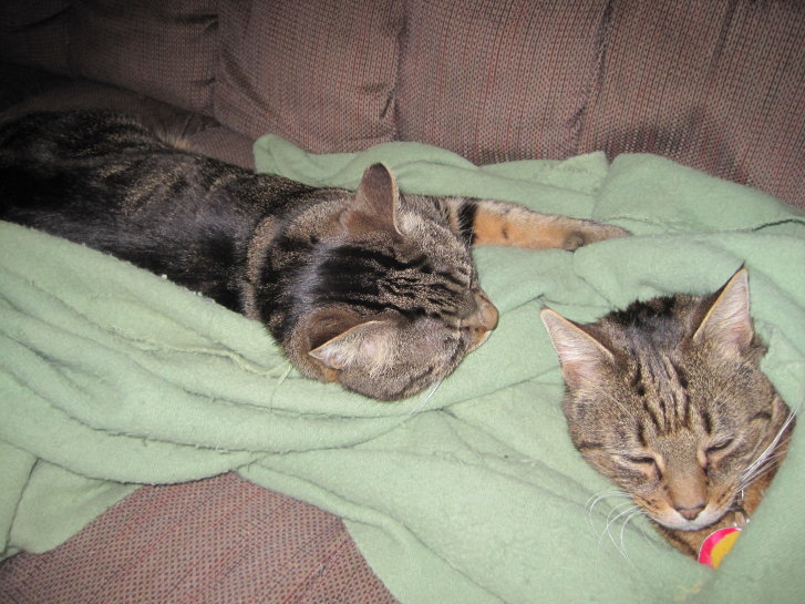 Picture of a cat / kitten / feline