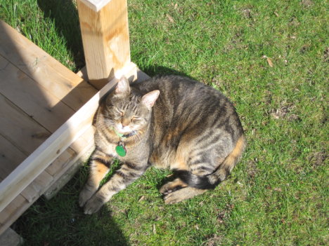 Picture of a cat / kitten / feline