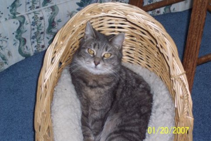 Picture of a cat / kitten / feline