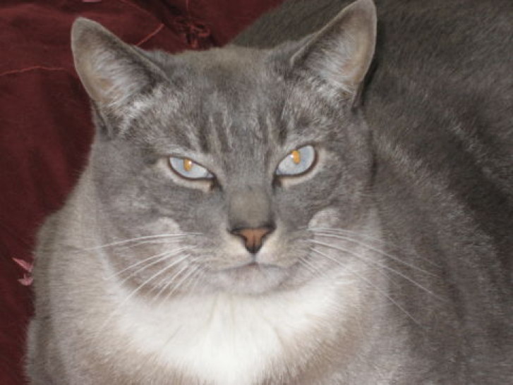 Picture of a cat / kitten / feline