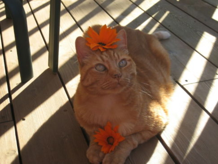 Picture of a cat / kitten / feline