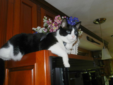 Picture of a cat / kitten / feline