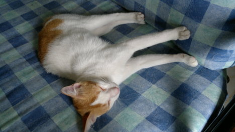 Picture of a cat / kitten / feline