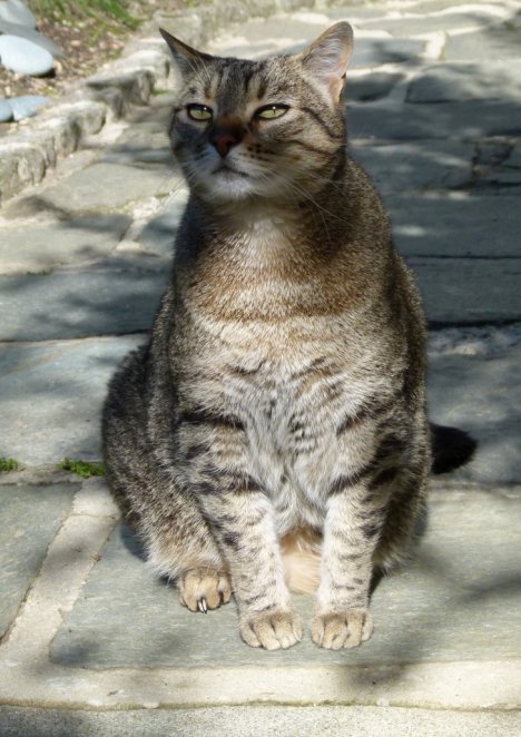 Picture of a cat / kitten / feline