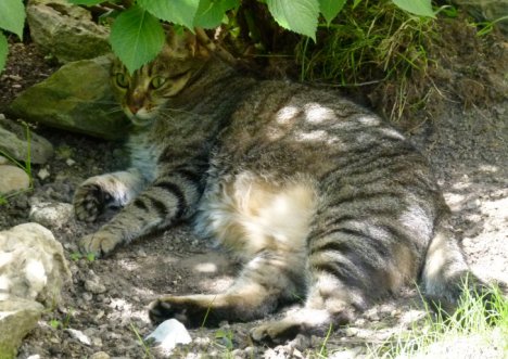 Picture of a cat / kitten / feline