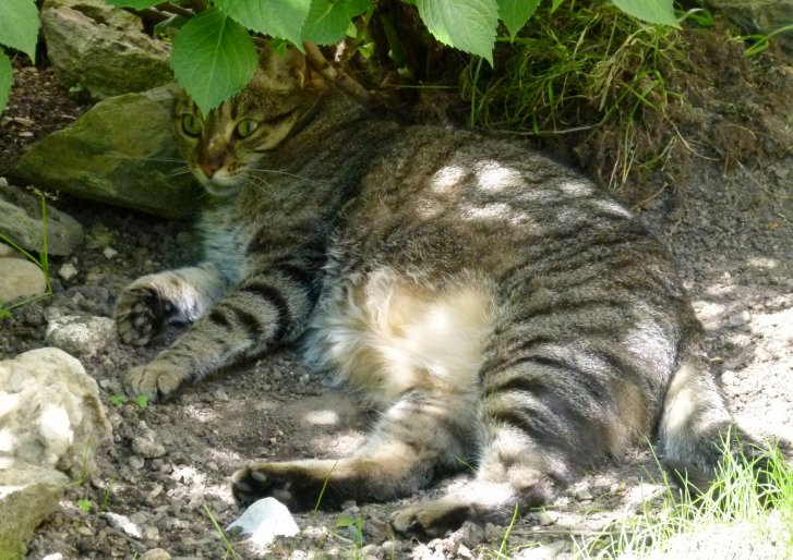 Picture of a cat / kitten / feline