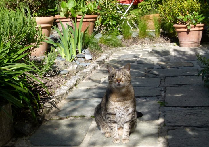 Picture of a cat / kitten / feline