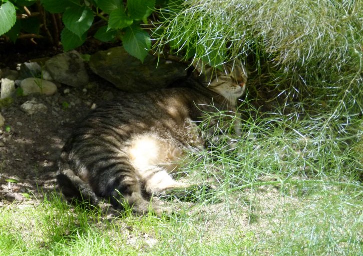 Picture of a cat / kitten / feline