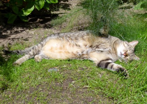 Picture of a cat / kitten / feline