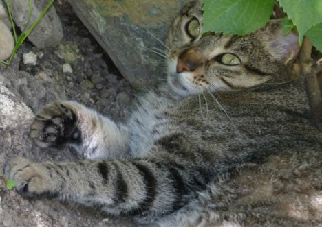 Picture of a cat / kitten / feline