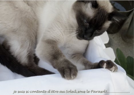 Picture of a cat / kitten / feline