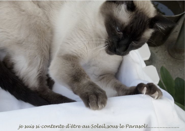 Picture of a cat / kitten / feline