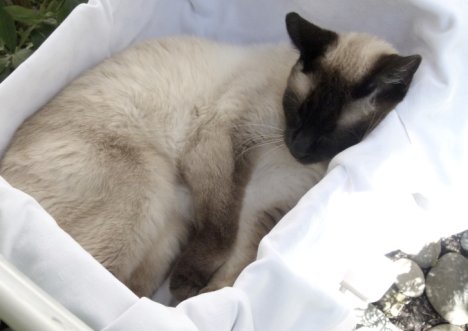 Picture of a cat / kitten / feline