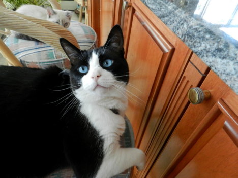 Picture of a cat / kitten / feline