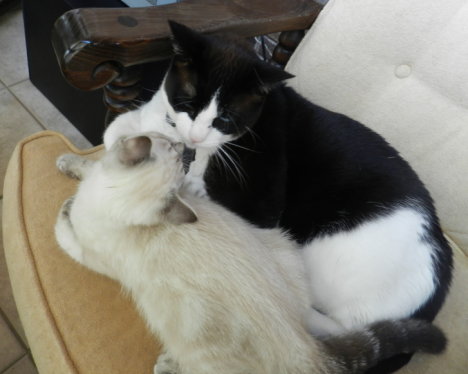 Picture of a cat / kitten / feline