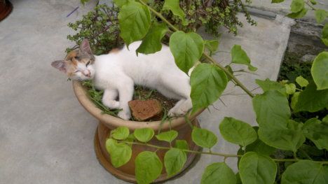 Picture of a cat / kitten / feline