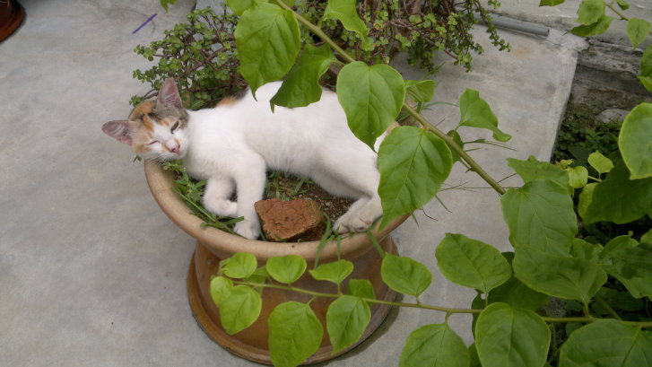 Picture of a cat / kitten / feline