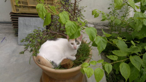 Picture of a cat / kitten / feline