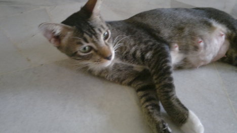 Picture of a cat / kitten / feline