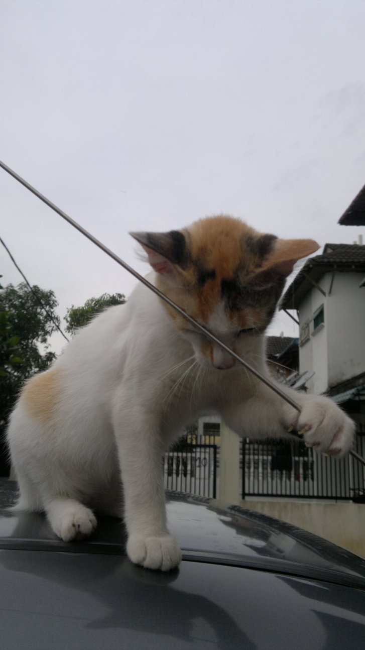 Picture of a cat / kitten / feline