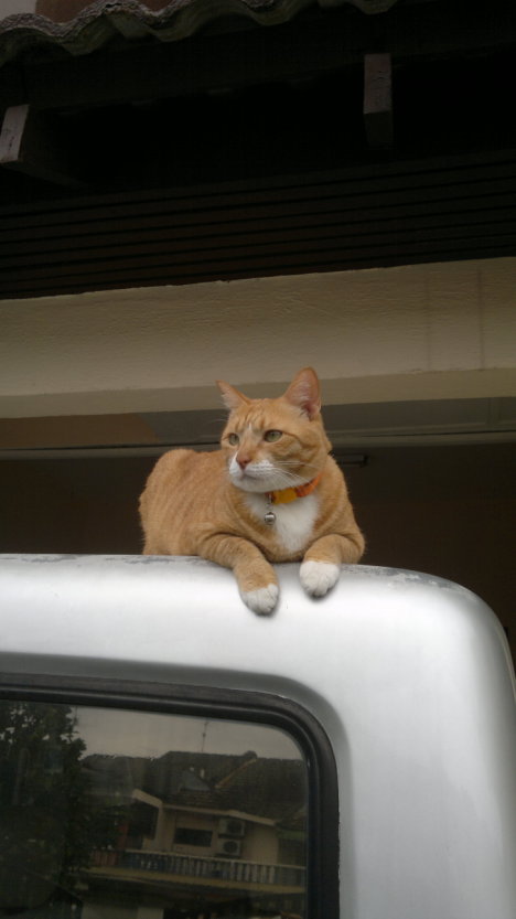 Picture of a cat / kitten / feline