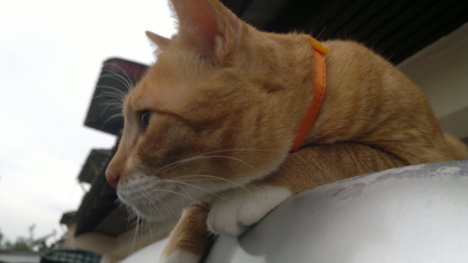 Picture of a cat / kitten / feline