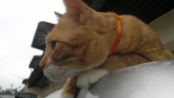 Picture of a cat / kitten / feline