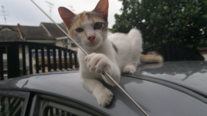 Picture of a cat / kitten / feline