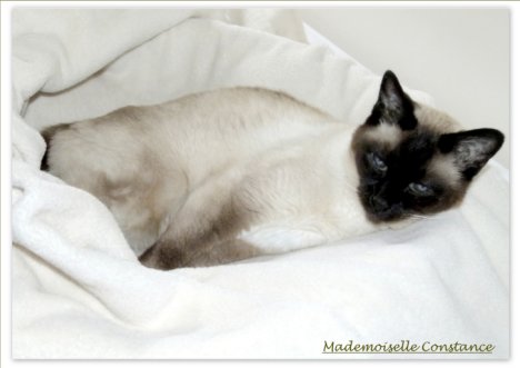 Picture of a cat / kitten / feline