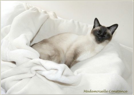 Picture of a cat / kitten / feline