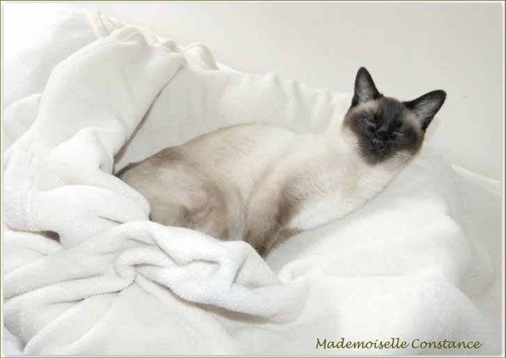 Picture of a cat / kitten / feline