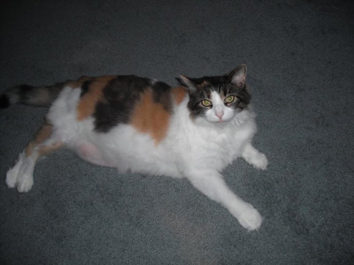 Picture of a cat / kitten / feline