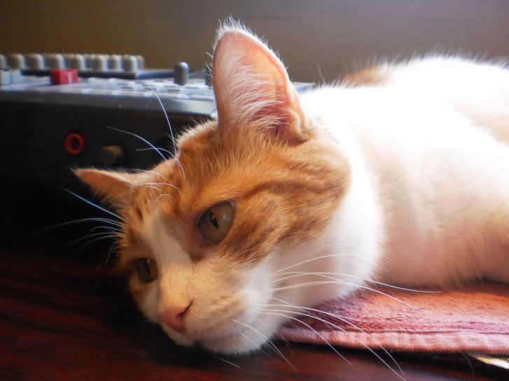 Picture of a cat / kitten / feline