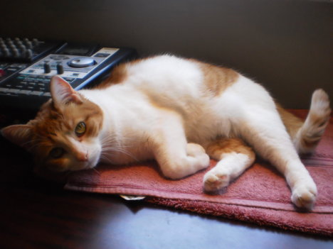 Picture of a cat / kitten / feline