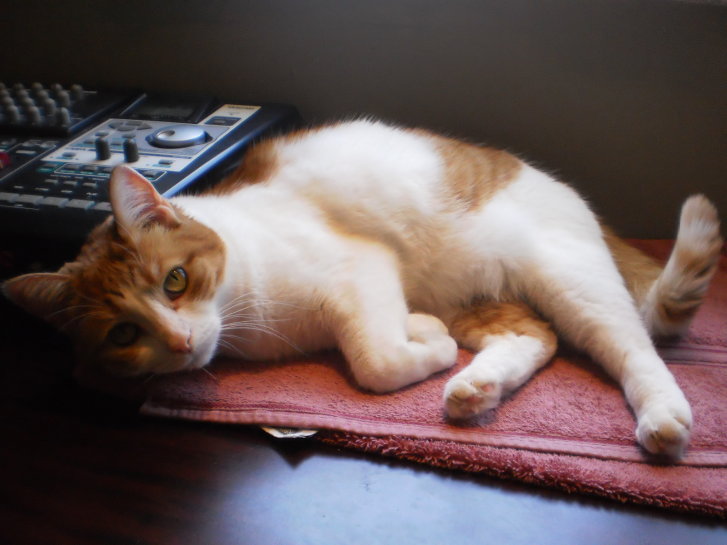 Picture of a cat / kitten / feline