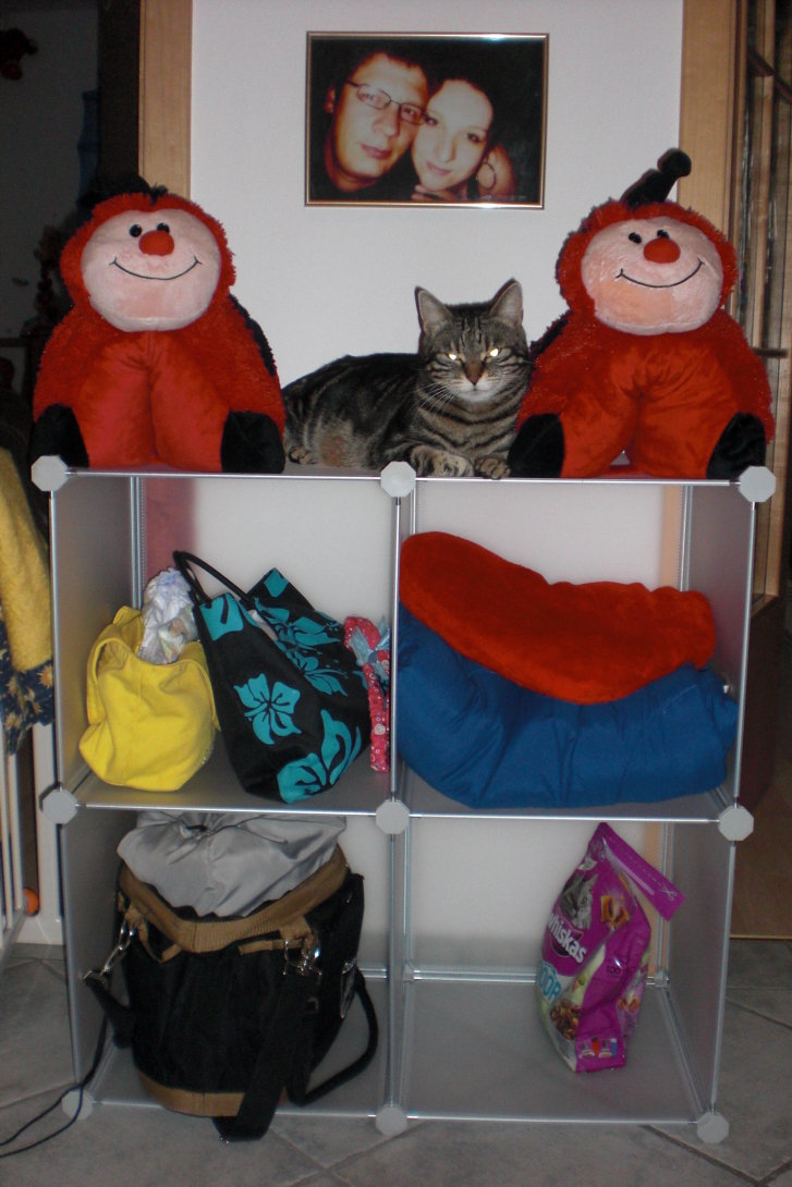 Picture of a cat / kitten / feline