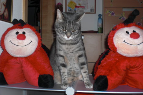 Picture of a cat / kitten / feline