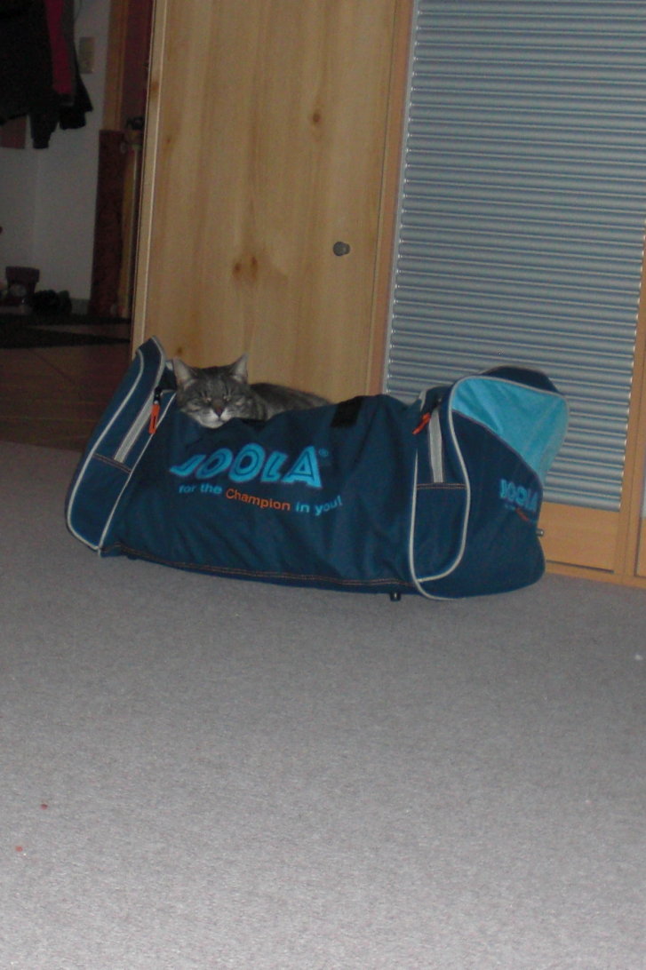 Picture of a cat / kitten / feline