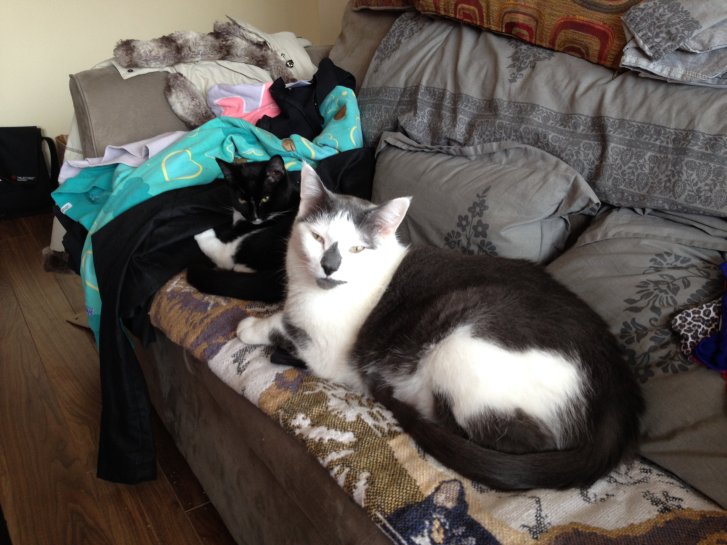 Picture of a cat / kitten / feline