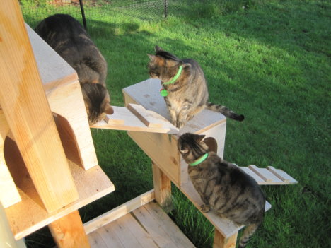 Picture of a cat / kitten / feline