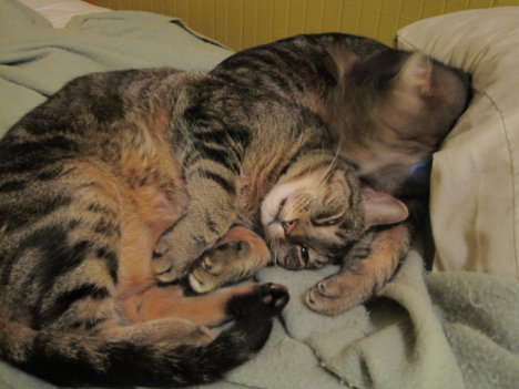 Picture of a cat / kitten / feline