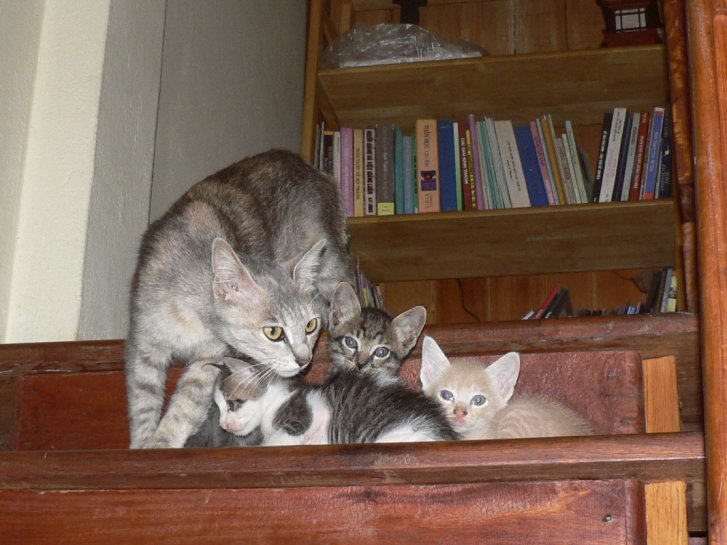 Picture of a cat / kitten / feline