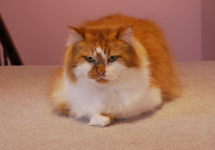 Picture of a cat / kitten / feline