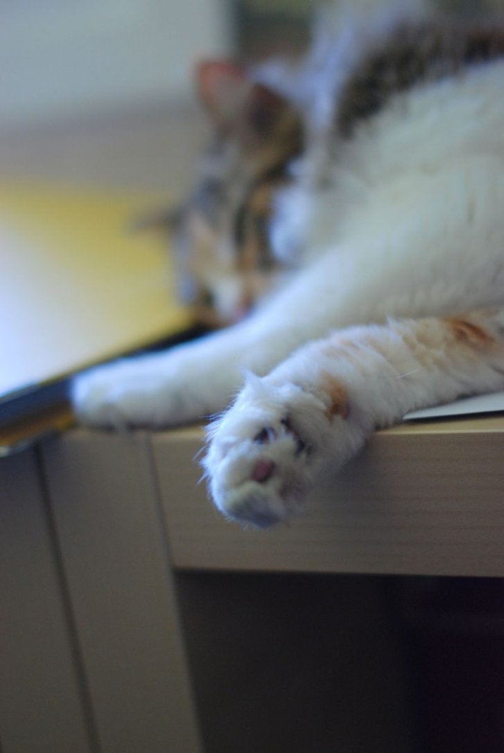 Picture of a cat / kitten / feline