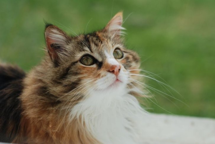 Picture of a cat / kitten / feline