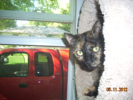 Picture of a cat / kitten / feline