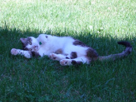 Picture of a cat / kitten / feline