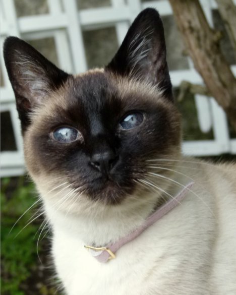 Picture of a cat / kitten / feline