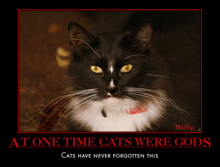 Picture of a cat / kitten / feline