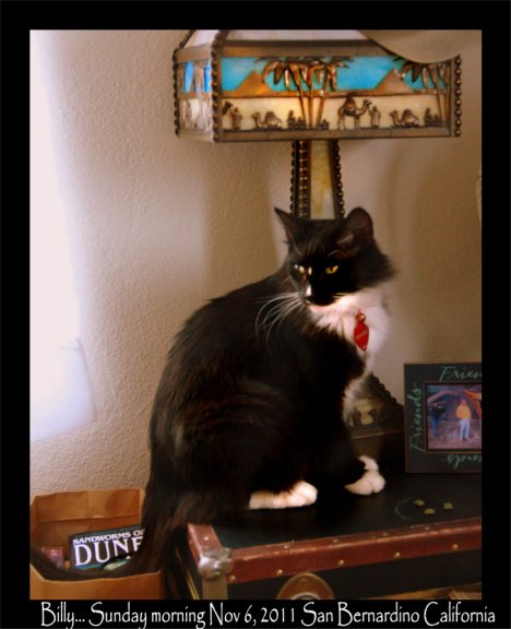 Picture of a cat / kitten / feline